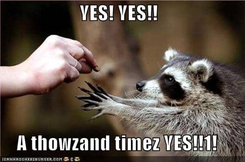 funny-pictures-racoon-yes